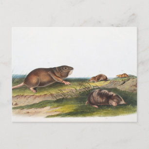 Cartão Postal Rato Meridional, Ilustração Shrew Mole