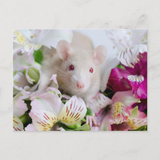 Cartão Postal Rato nas flores.
