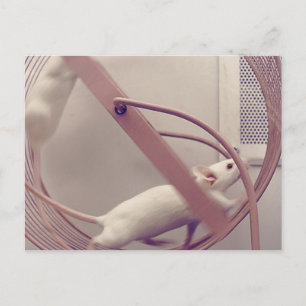 Cartão Postal Ratos com roda em movimento