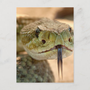 Cartão Postal Rattlesnake Closeup Photo