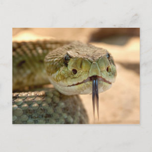 Cartão Postal Rattlesnake Closeup Photo