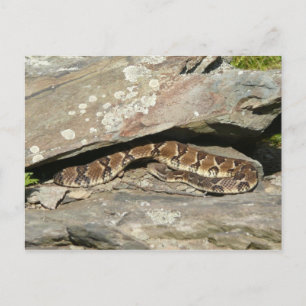 Cartão Postal Rattlesnake no Parque Nacional de Shenandoah