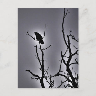 Cartão Postal Raven em uma noite iluminada pela lua