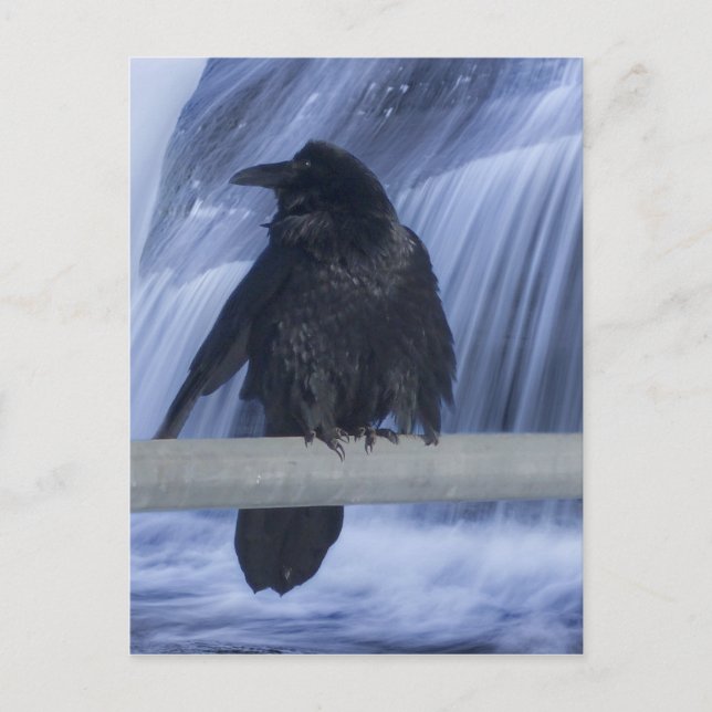 Cartão Postal Raven Empoleirada sobre uma cascata (Frente)