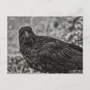 Cartão Postal Raven P9239