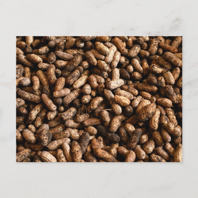 Cartão Postal Raw Raw Peanuts in Shell Organic Texture (Frente)
