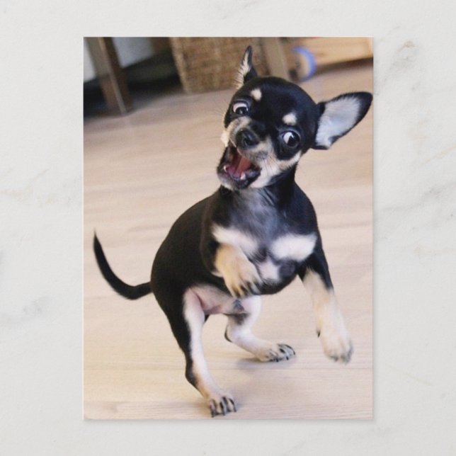 Cartão Postal Rawr (Frente)