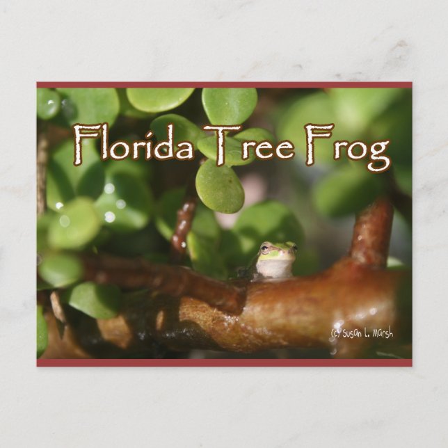 Cartão Postal Rãzinha em planta Bonsai com texto (Frente)