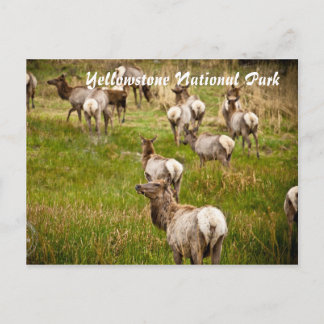 Cartão Postal Rebanho de Alces no Parque Nacional de Yellowstone