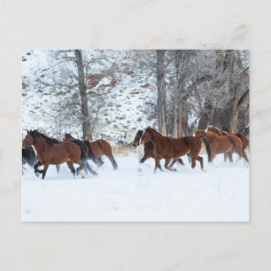 Cartão Postal Rebanho de Cavalos Correndo na Neve