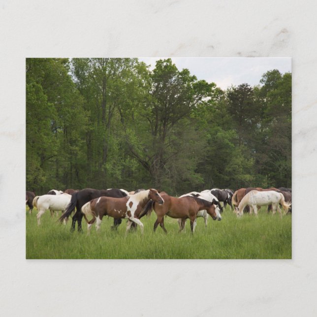 Cartão Postal Rebanho de cavalos, Tennessee (Frente)
