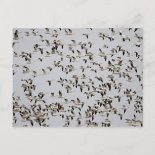 Cartão Postal Rebanho de Gansos em Voo