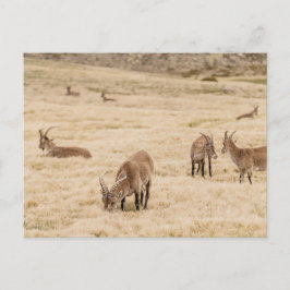 Cartão Postal Rebanho de Íbex Pastando na Sierra de Gredos, Espa