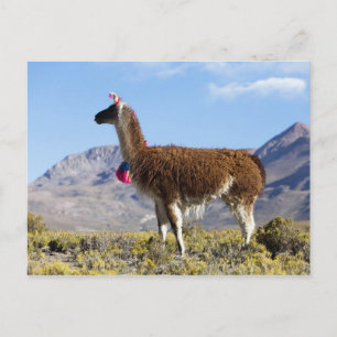 Cartão Postal Rebanho de lamas decorados na Puna, cordilheira do
