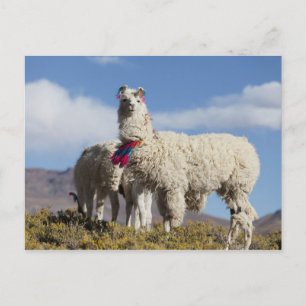 Cartão Postal Rebanho de lamas decorados na Puna, cordilheira do