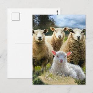 Cartão Postal Rebanho de Ovelhas Bebê Cordeiro
