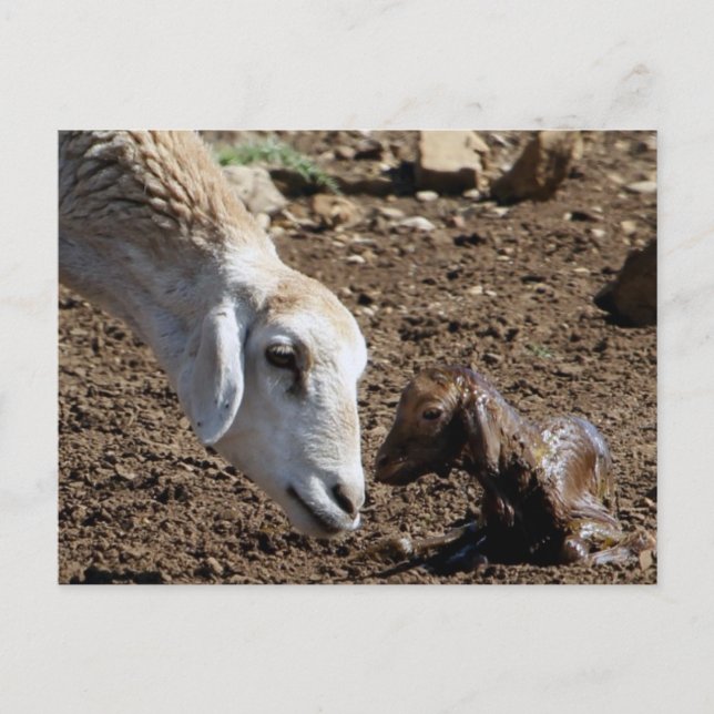 Cartão Postal Recém-nascido (Frente)