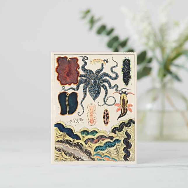 Cartão Postal Recife de barreira de excelentes da Austrália (Em pé/Frente)