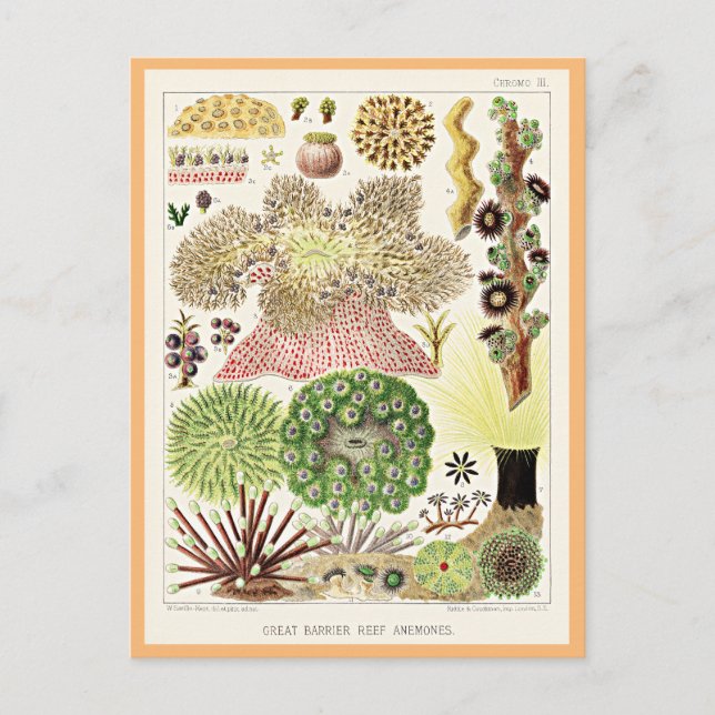 Cartão Postal Recife de Barreira de excelentes dos Anêmonos da A (Frente)