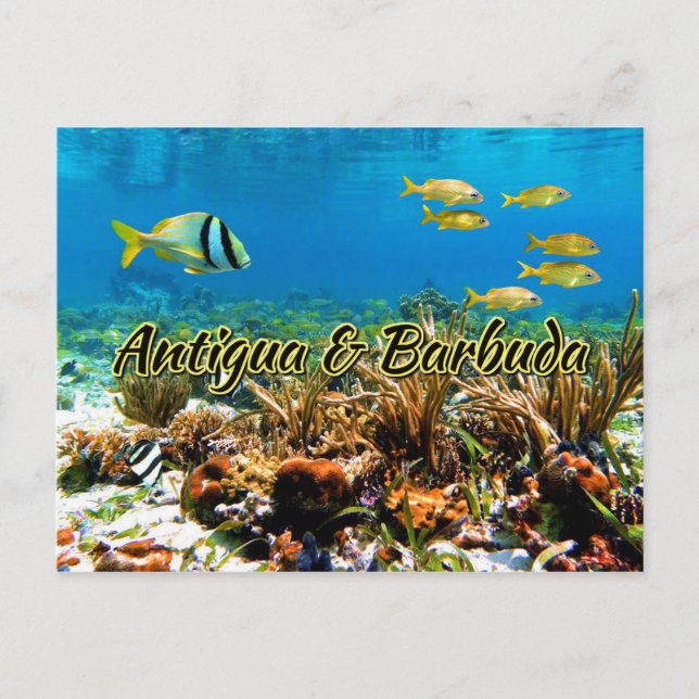 Cartão Postal Recife de coral de Antígua e Barbuda (Frente)