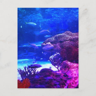 Cartão Postal Recife de Coral Personalizado
