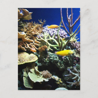 Cartão Postal Recife Tropical 3