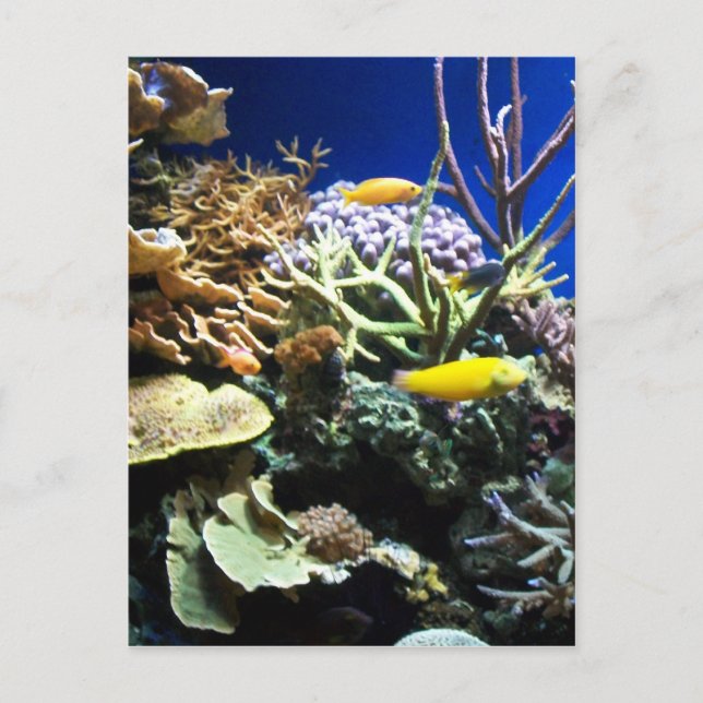 Cartão Postal Recife Tropical 3 (Frente)