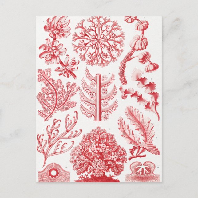 Cartão Postal Red Alga Sea, Florideae Rotalgen por Ernst Haeckel (Frente)