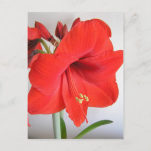 Cartão Postal Red Amaryllis