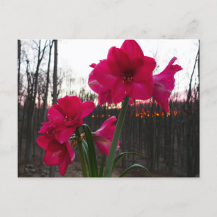 Cartão Postal Red Amaryllis e Winter Sunrise