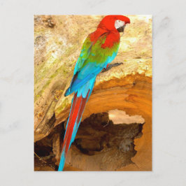 Cartão Postal Red and Green Macaw, Cartão-postal Trinidad