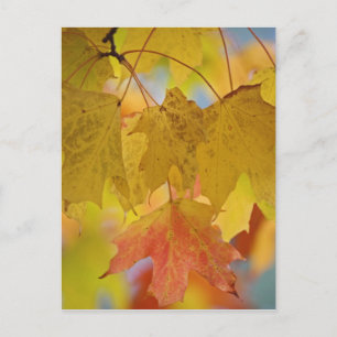 Cartão Postal Red and yellow maple leaves, in the southern