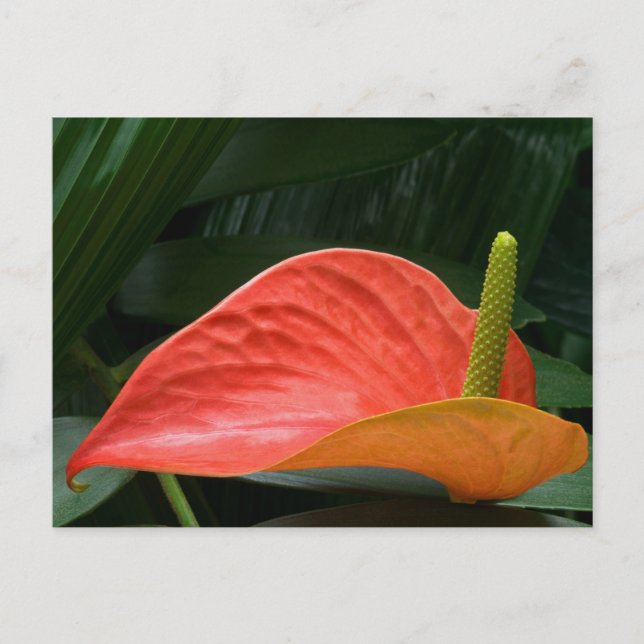 Cartão Postal Red Anthurium Plant Contra Foliage (Frente)