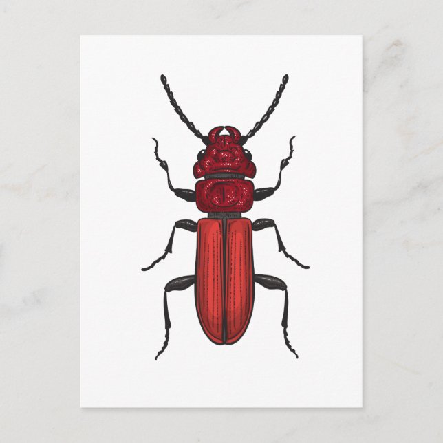 Cartão Postal Red beetle (Frente)