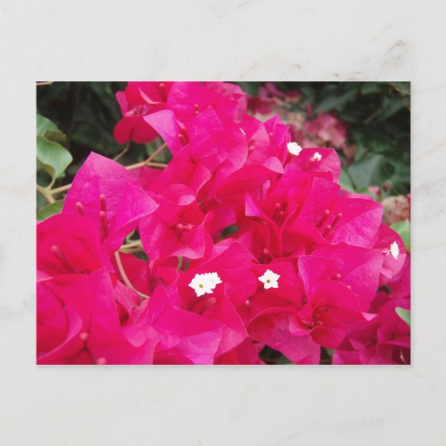 Cartão Postal Red Bougainvillea (Frente)