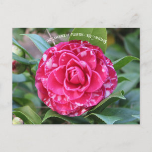 Cartão Postal Red Camellia
