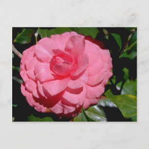 Cartão Postal Red Camellia, flores da Japonica