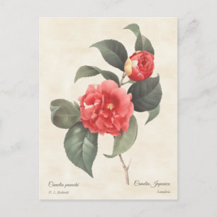 Cartão Postal Red Camellia Japonica Vintage Botânica