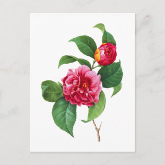 Cartão Postal Red Camellias por Pierre-Joseph Redoute
