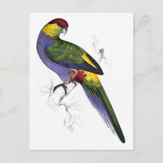 Cartão Postal Red-Capped Parrakeet (Male) por Edward Lear