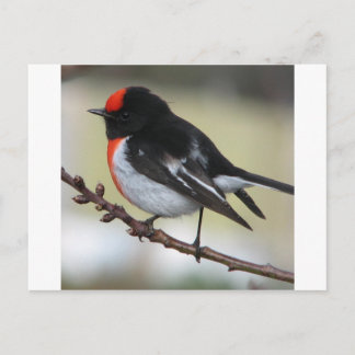 Cartão Postal Red Capped Robin