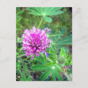 Cartão postal Red Clover Blossom 2