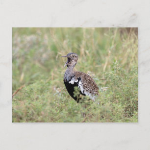 Cartão Postal Red Crested Korhaan