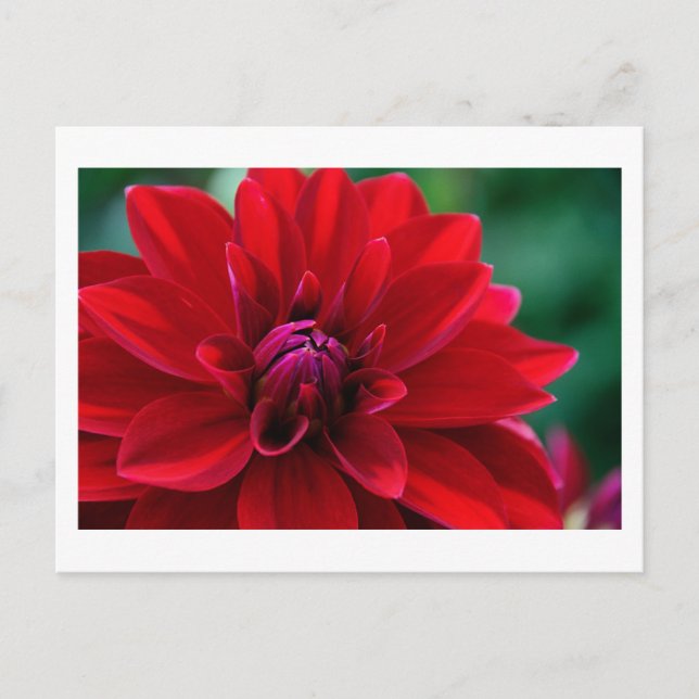 Cartão Postal Red Dahlia (Frente)