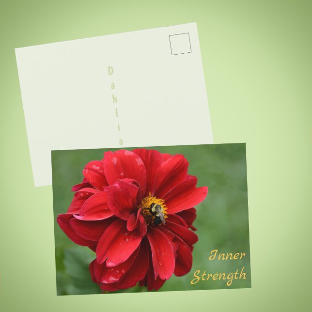 Cartão Postal Red Dahlia Flower e Bumblebee Fotografia (Criador carregado)