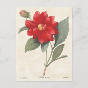 Cartão Postal Red Dahlia Vintage - Ilustração Botânica