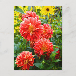 Cartão Postal Red Dahlias
