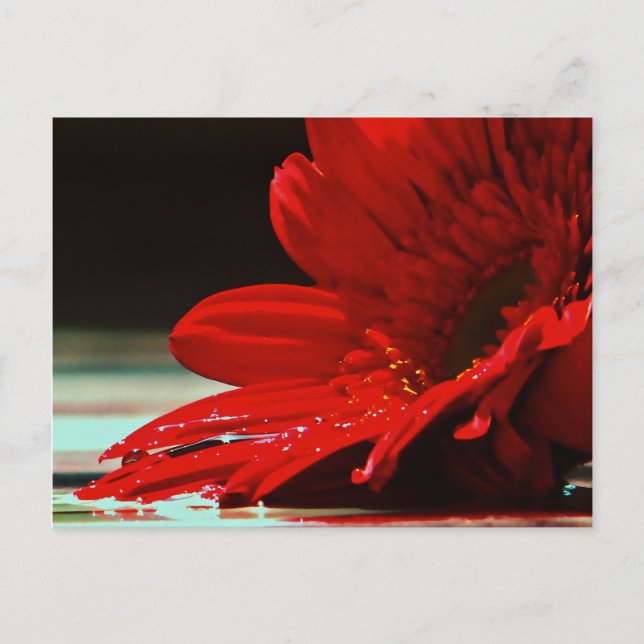 Cartão Postal Red Daisy Gerbera Flower (Frente)