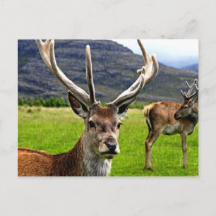 Cartão Postal Red Deer Stag