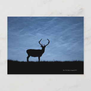 Cartão Postal Red Deer Stag Silhuetch à Noite